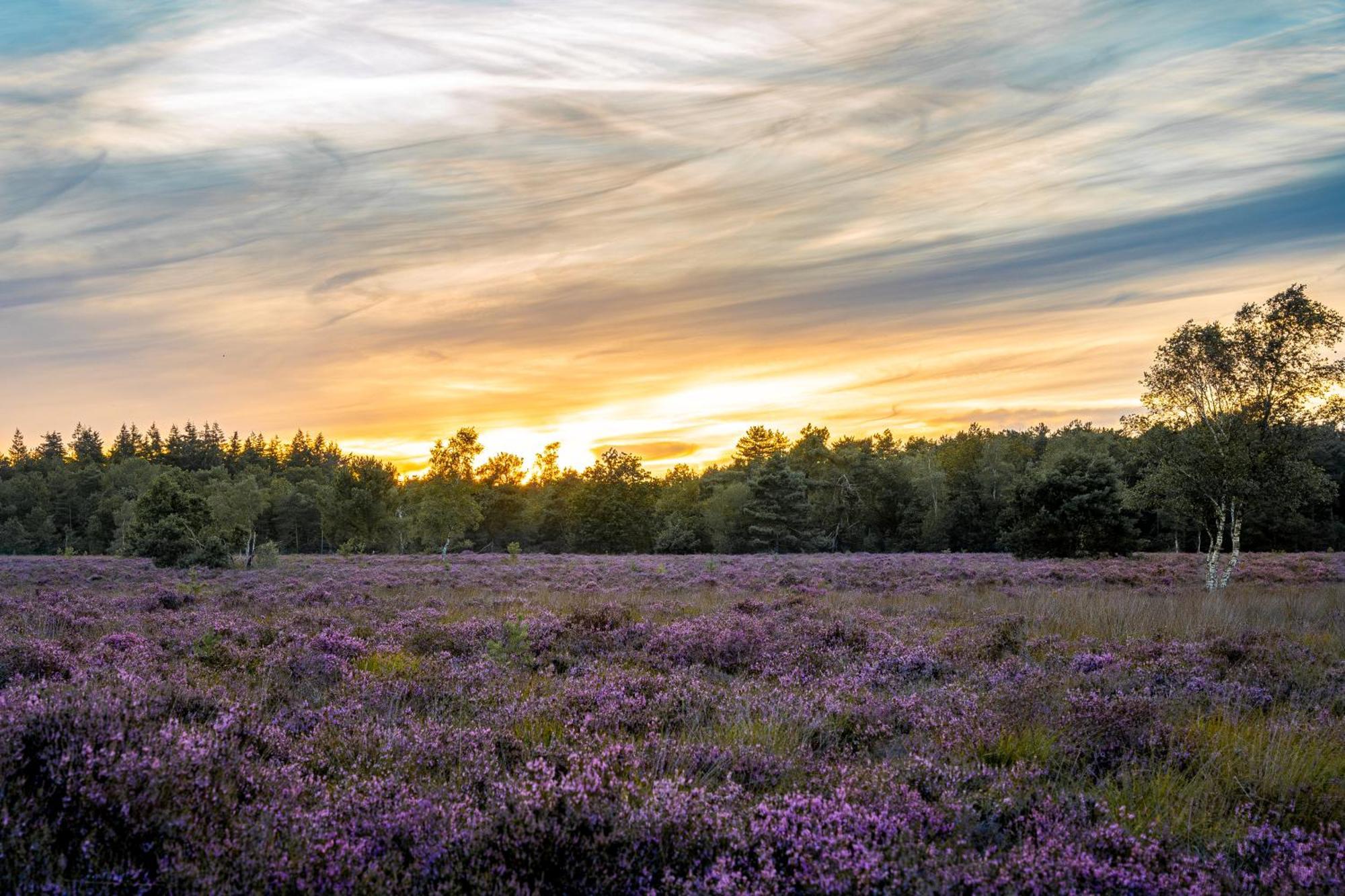 Veluwe Park Reewold Chalet Vision プッテン エクステリア 写真